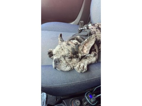 French bulldog merle erkek yavru