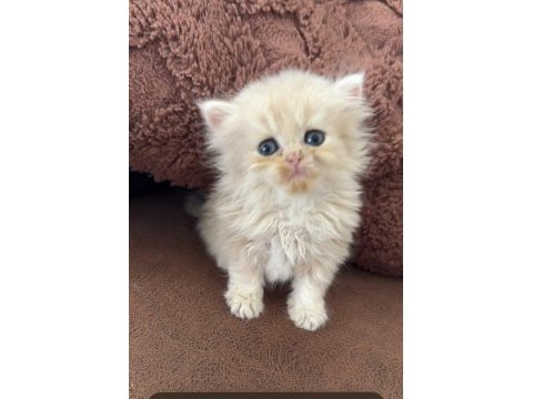 British longhair yavru kediler