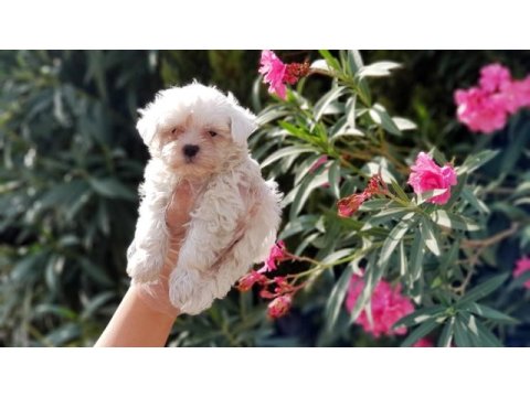 Maltese terrier yavru