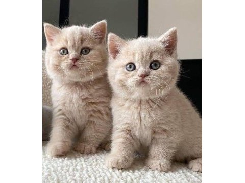 Orijinal british shorthair yavrular veteriner kontrollü