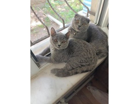 1.5 yaşında scottish fold