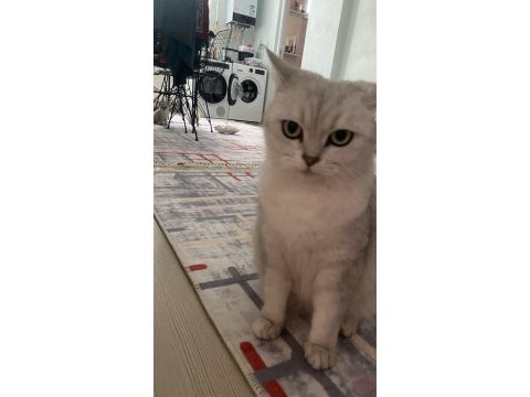 Erkek 1 buçuk yaşında british shorthair