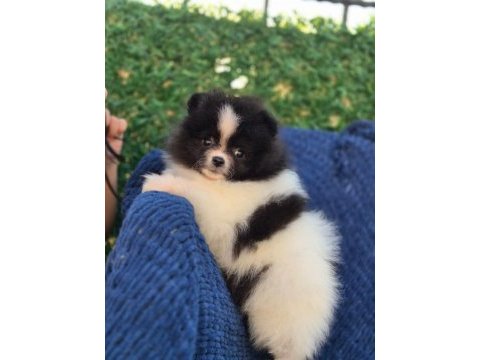 Ayı surat pomeranian boo parti color
