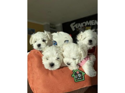 Maltese yavrular toy poodle yavrular wc eğitimli ank 