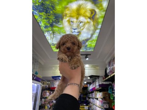 Güzel maltipoo bebekler