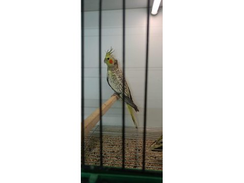Pasifik petshoptan yavru sultan papağanları
