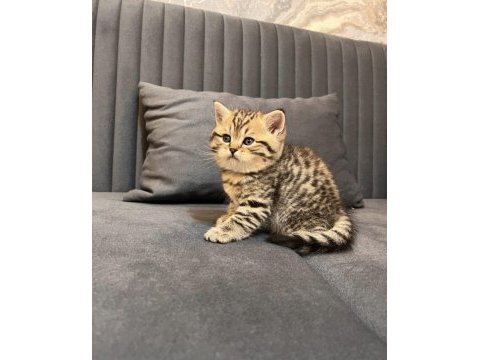 British shorthair kedimiz
