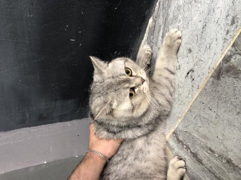 British silver point erkek british shorthair 1 yaşında