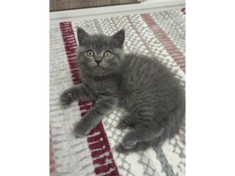 Minik british shorthair kediler