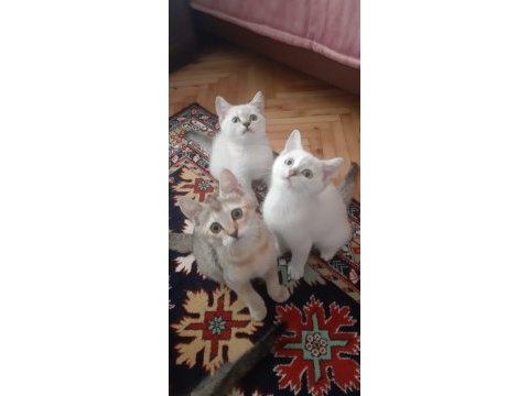 Prenseslerimiz british shorthair