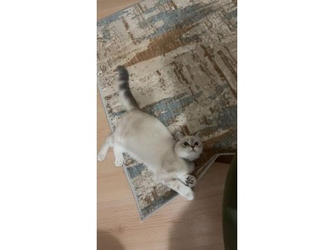 British shorthair kedimiz