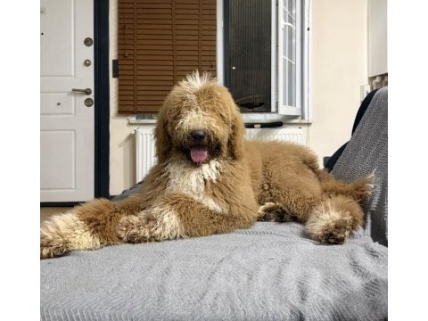 Full eğitimli 6 aylık dev poodle erkek yavru
