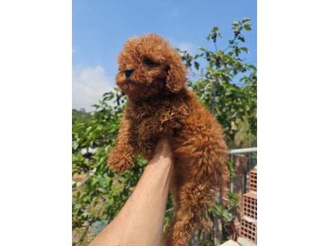 Toy poodle köpeğimiz