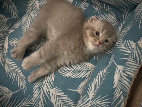 Bir buçuk aylık british shorthair