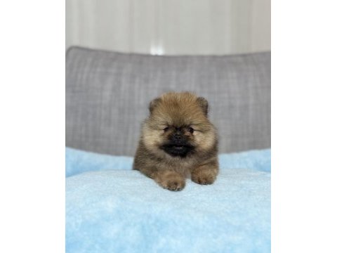 Tea cup orange ayı surat pomeranian boo