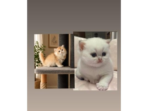 Show kalite soyu belli british longhair golden kedimiz