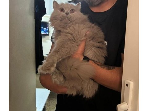 British shorthair dişi kedimiz