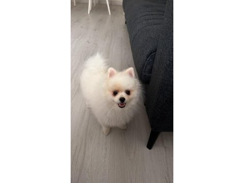 Pomeranian boo köpeğimiz