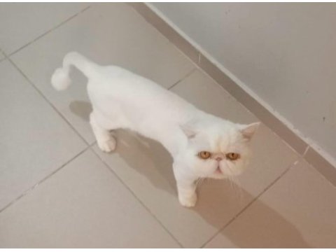 Yetişkin exotic shorthair erkek