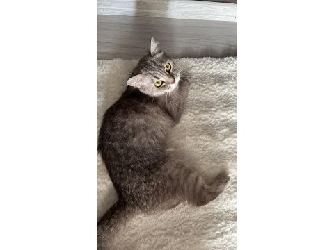 British shorthair dişi sahiplendirme yapılacaktır