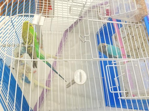 Evde beslediğiniz muhabbet kuşumuzun yavruları