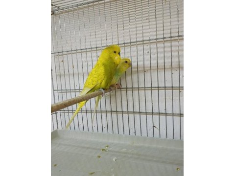 2 takım muhabbet kuşu