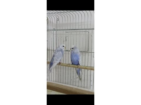 Üretimi bitiriyoruz uygun rainbow ve iri çek kuşlar