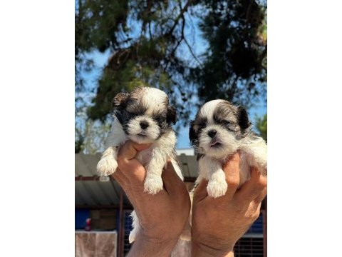 Shih-tzu yavruları