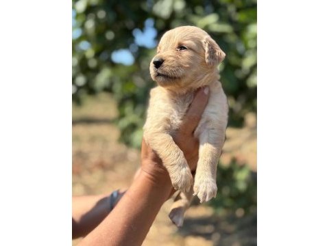 Golden retriever köpeği minnoşlar