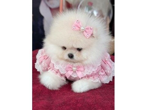 Sıfır burun ayı sürat dişi pomeranian