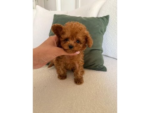 Orjinal toy poodle yavrumuz maya