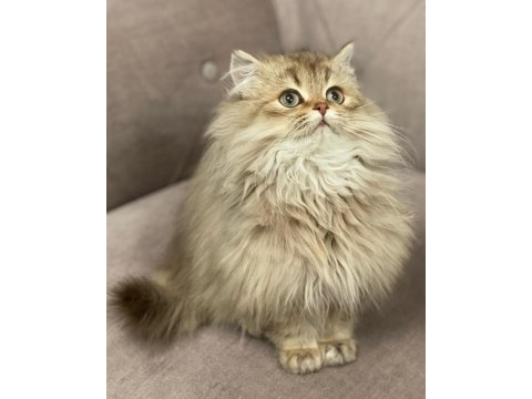 British longhair 4 aylık kedisi