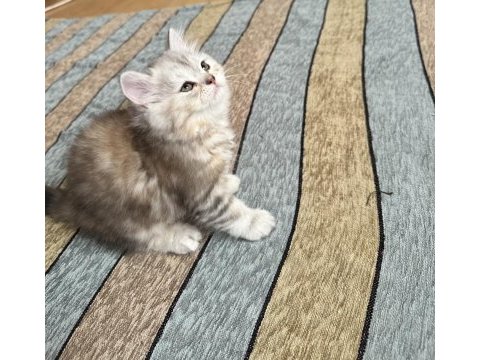 2 aylık british longhair yavrular yuvalanmaya hazır