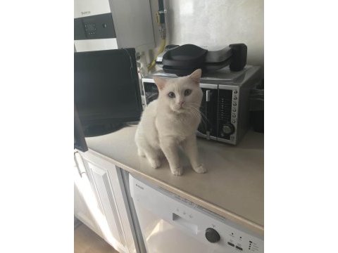 1 yaşında erkek british shorthair