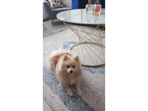 Pomeranian boo köpeği 10 aylık
