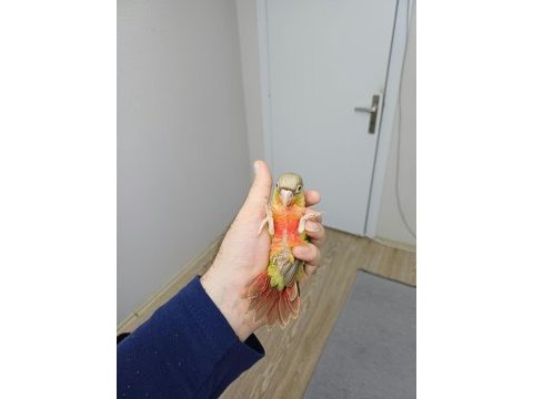 Yüksek kırmızı konur bebek