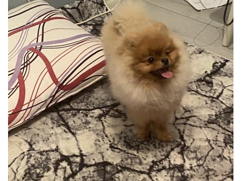 Orijinal ayı surat pomeranian boo