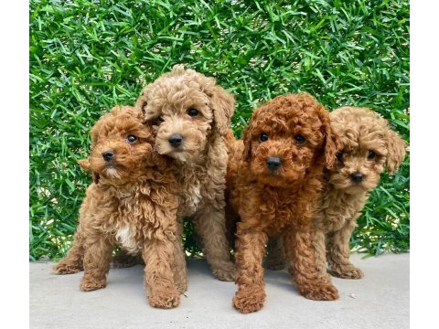 Red brown a kalite orjinal toy poodle yavrular