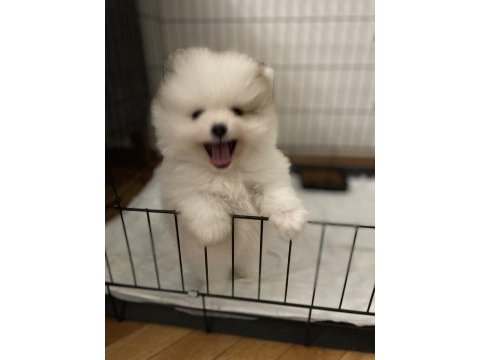 Anne altından orjinal şecereli pomeranian boo yavruları