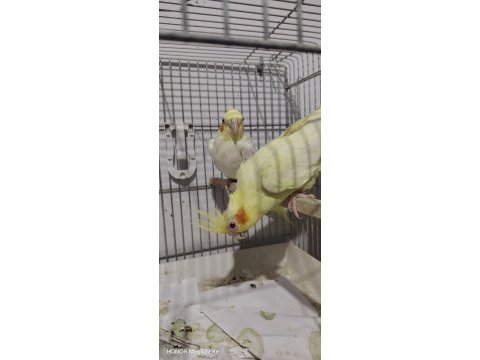 4 takım sultan papağanı