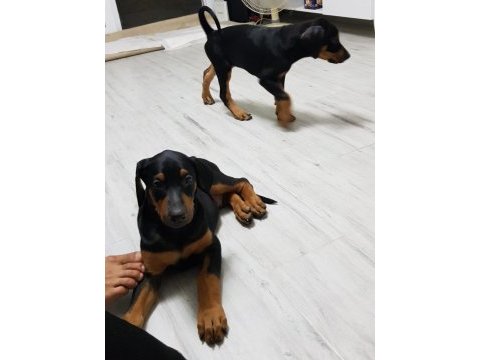 26 haziran doğumlu doberman bebeklerimiz