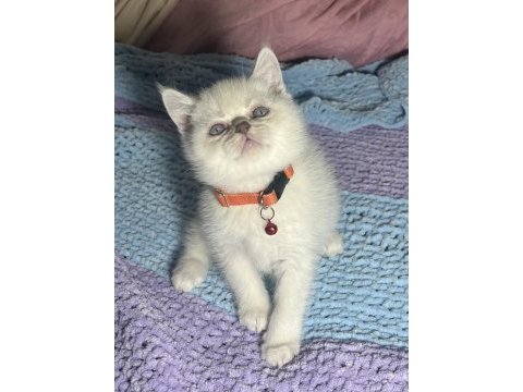 Topaç kafa british shorthair yavrular