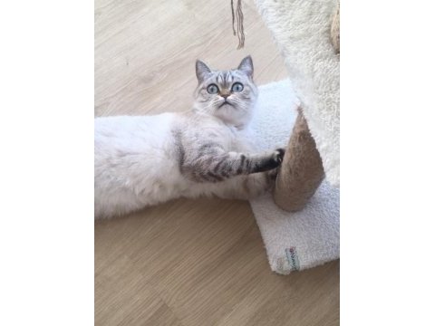 Ücretsiz silver golden point british shorthair