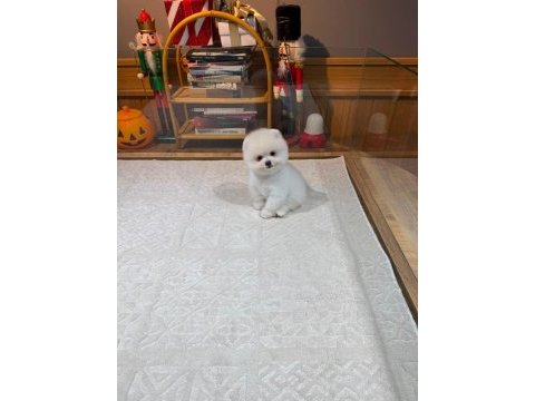 Orjinal ırk ve sağlık garantili pomeranian yavrular