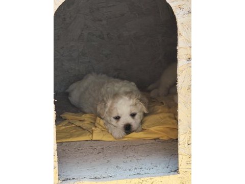 Yavru maltipoo