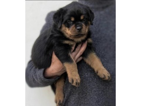 Rotweiler safkan köpeğimiz