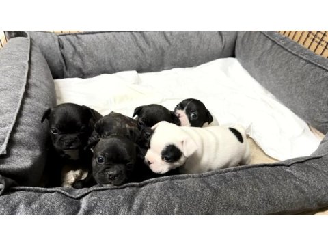 French bulldog yavruları rezervasyon dişi erkek