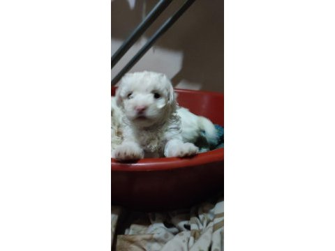 Minik yavrular maltese terrrier