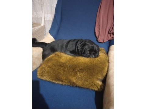 Erkek siyah pug 4 yaşında