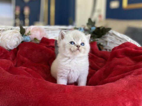 Mükemmel kalite blue golden british shorthair yavrumuz